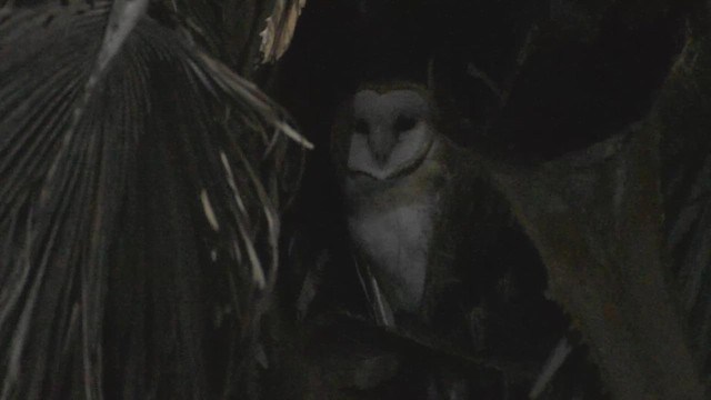 American Barn Owl - ML625512625