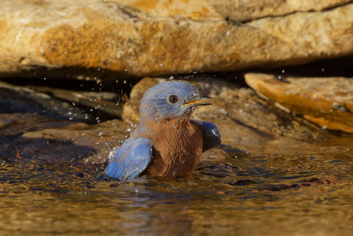 Eastern Bluebird - ML625512691