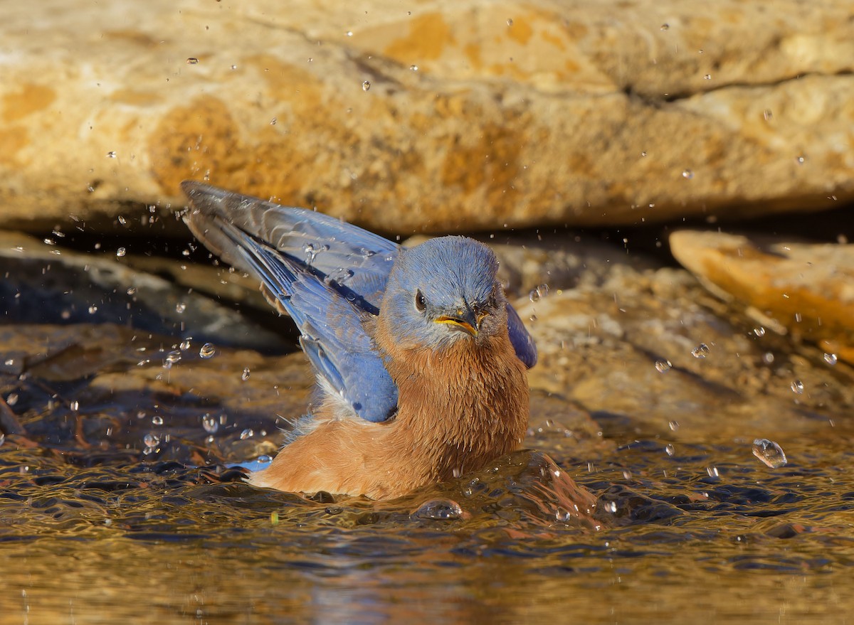 Eastern Bluebird - ML625512707