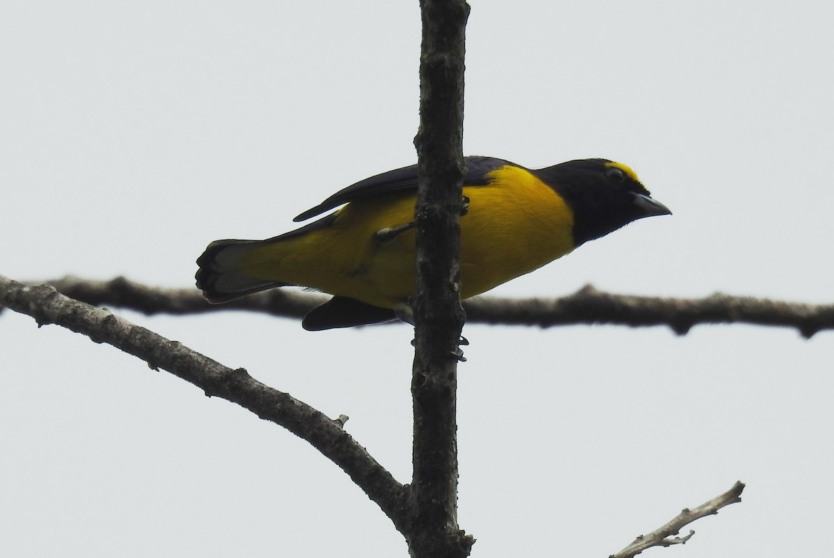 Scrub Euphonia - ML625512764