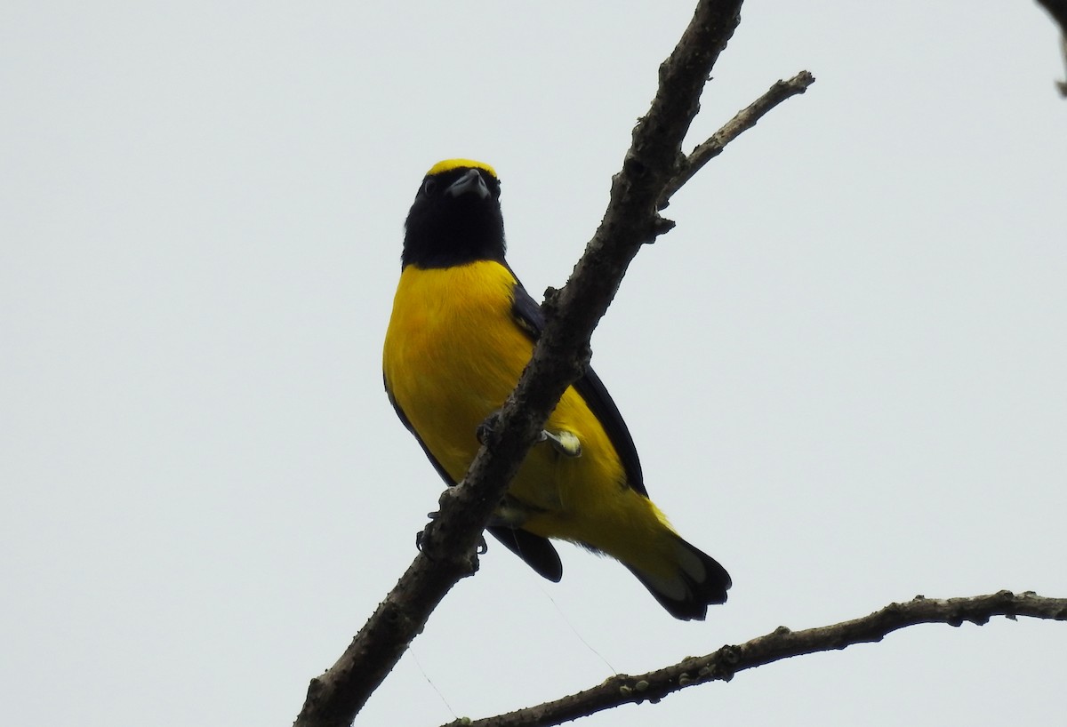 Scrub Euphonia - ML625512765