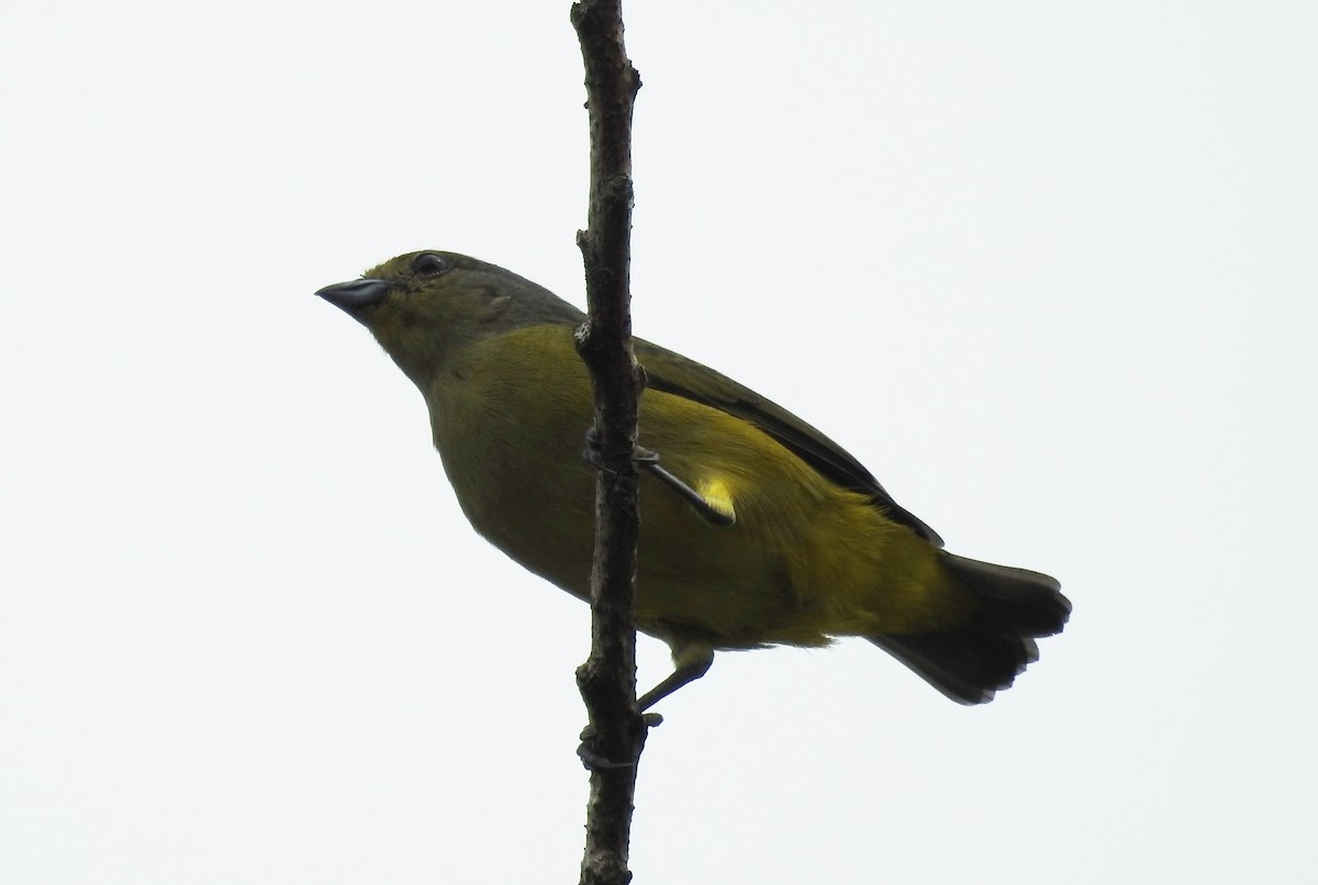 Scrub Euphonia - ML625512771