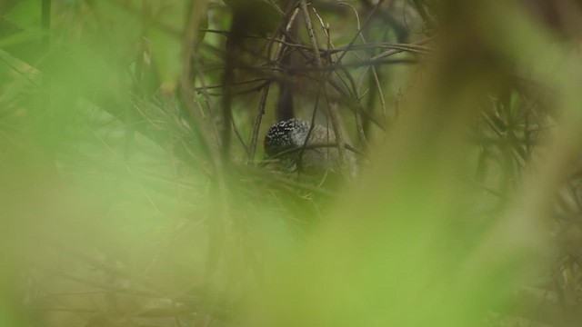 White-barred Piculet - ML625512787