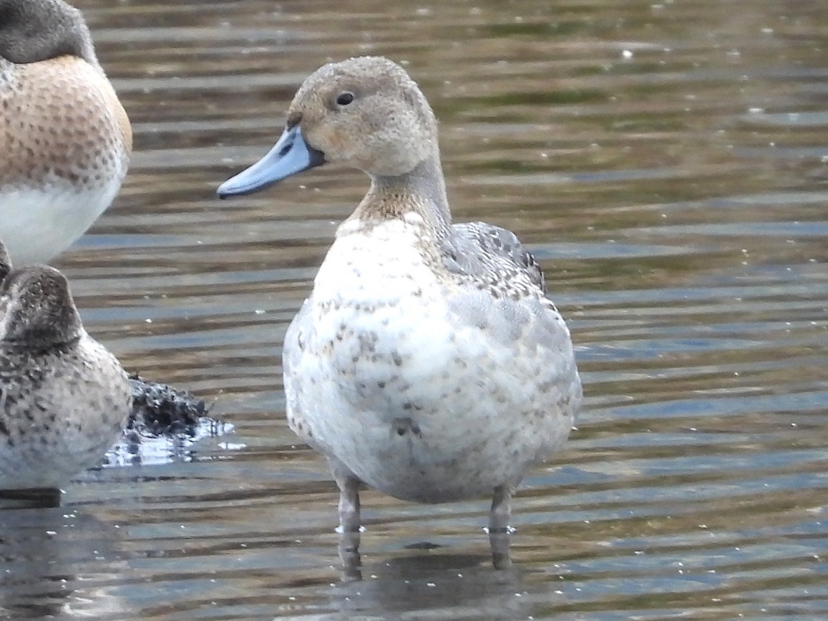 Northern Pintail - ML625512988