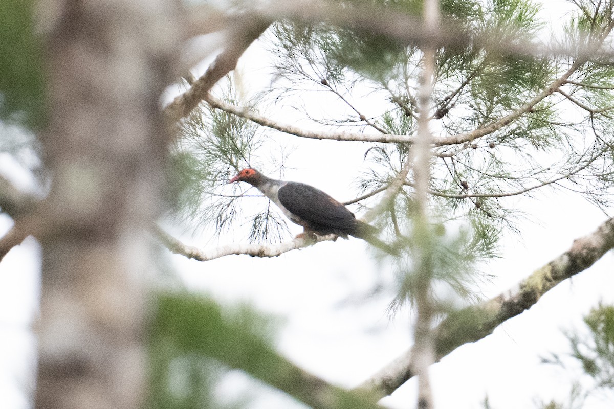Papuan Mountain-Pigeon - ML625513053