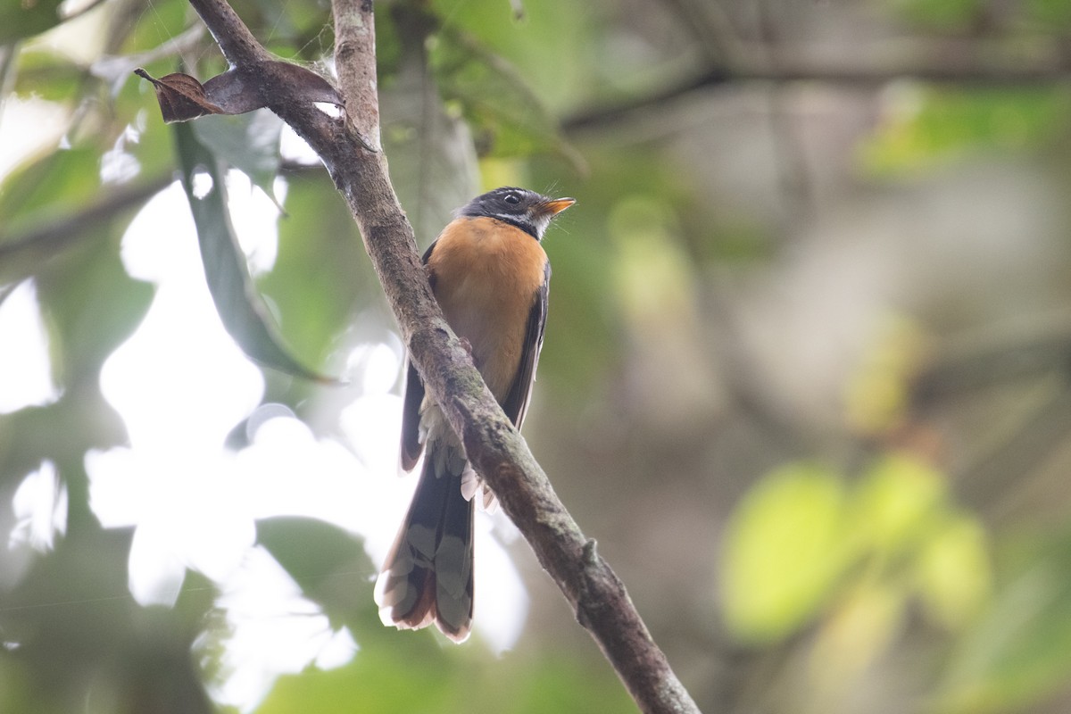 Chestnut-bellied Fantail - ML625513072