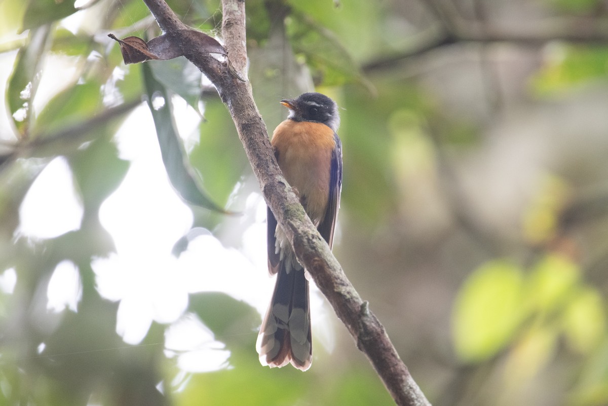 Chestnut-bellied Fantail - ML625513074