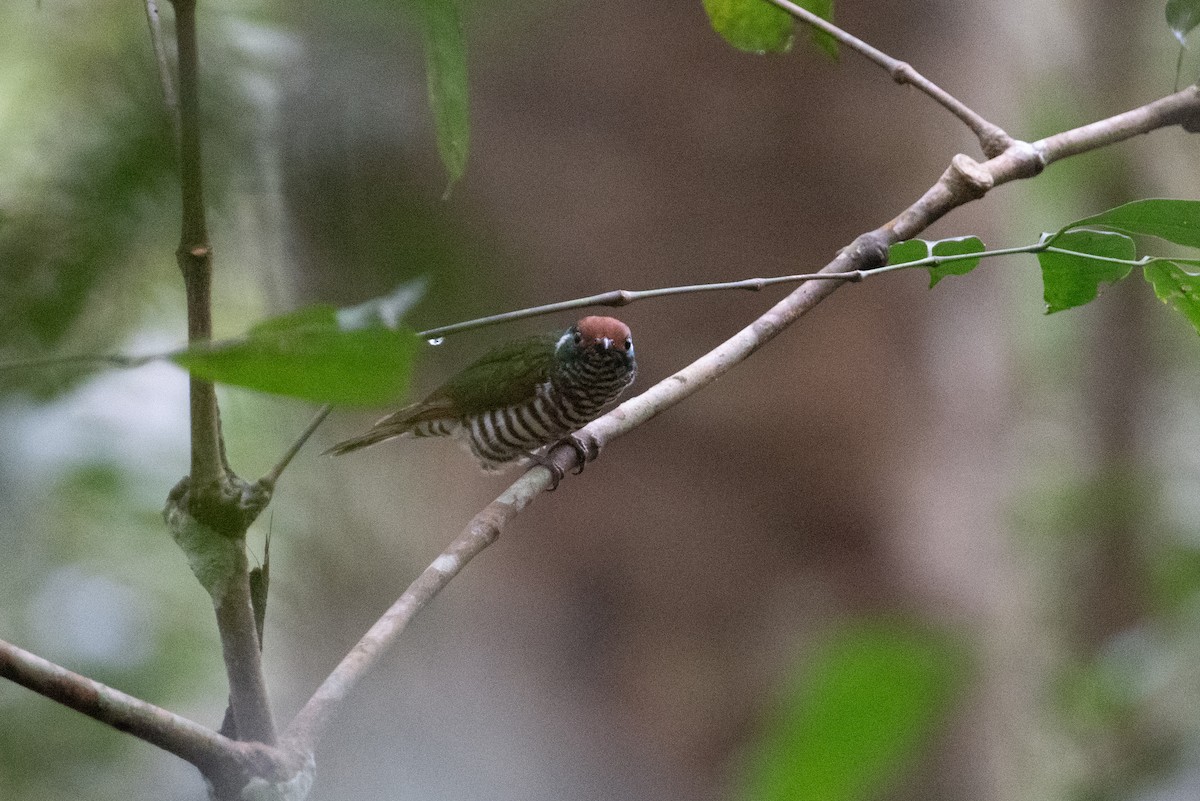 White-eared Bronze-Cuckoo - ML625513091
