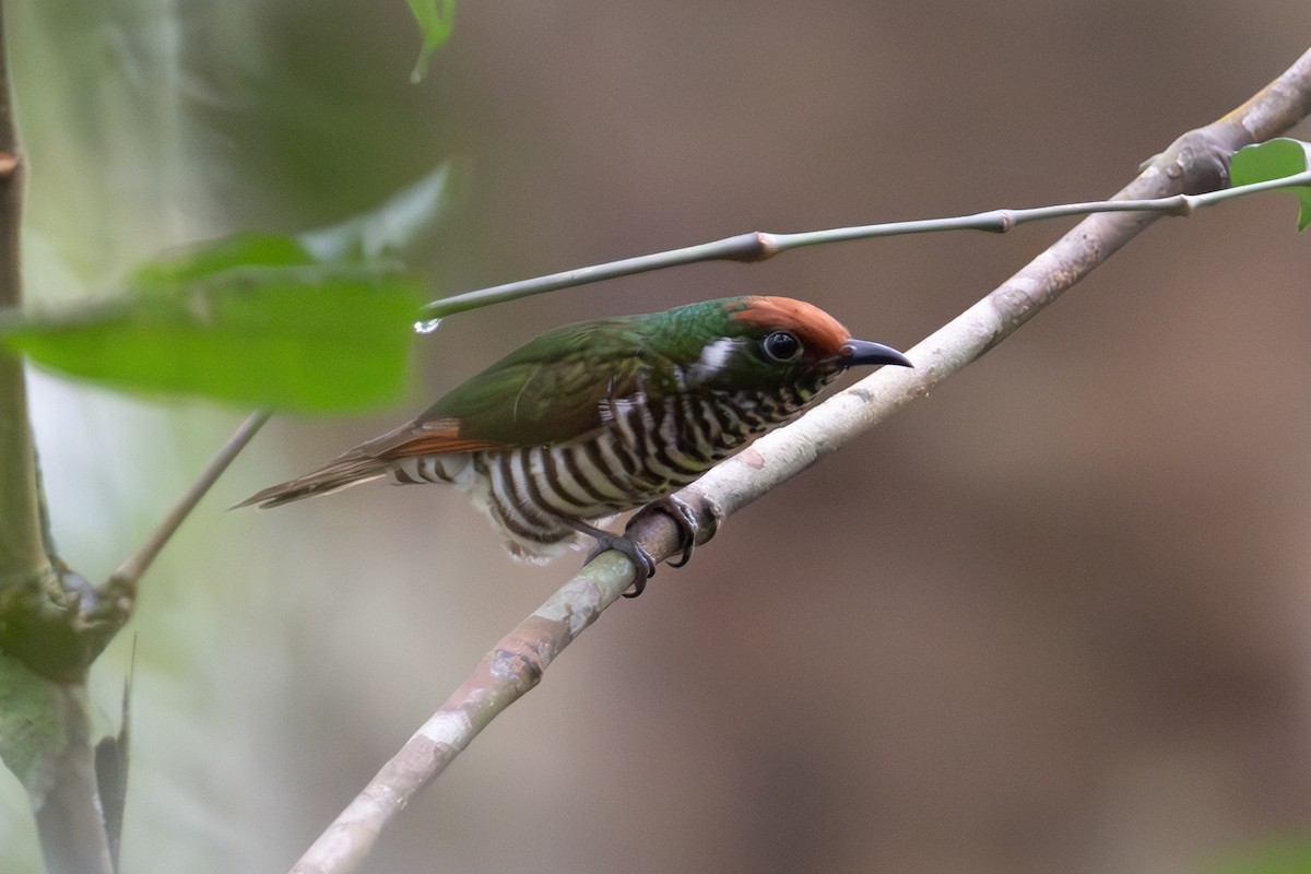 White-eared Bronze-Cuckoo - ML625513092