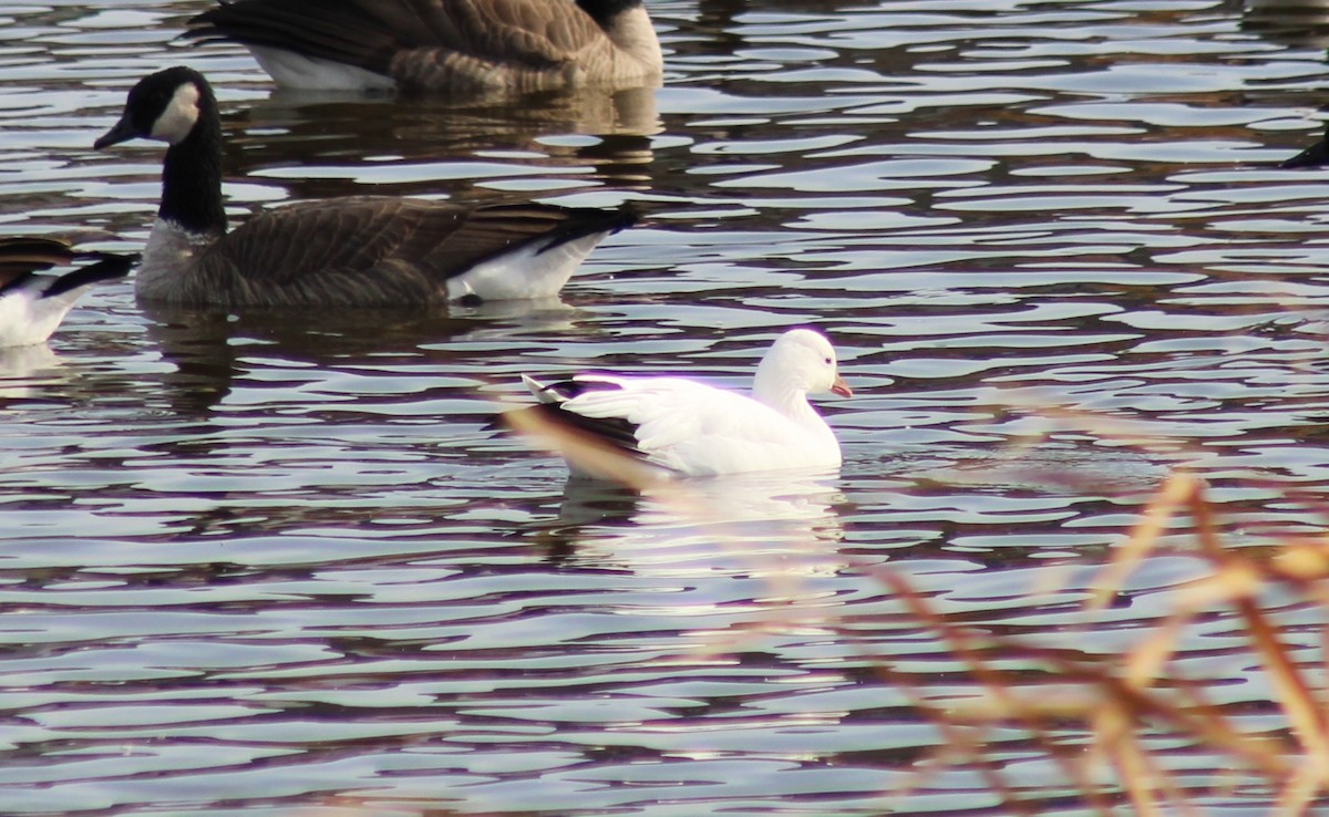 Ross's Goose - ML625513093