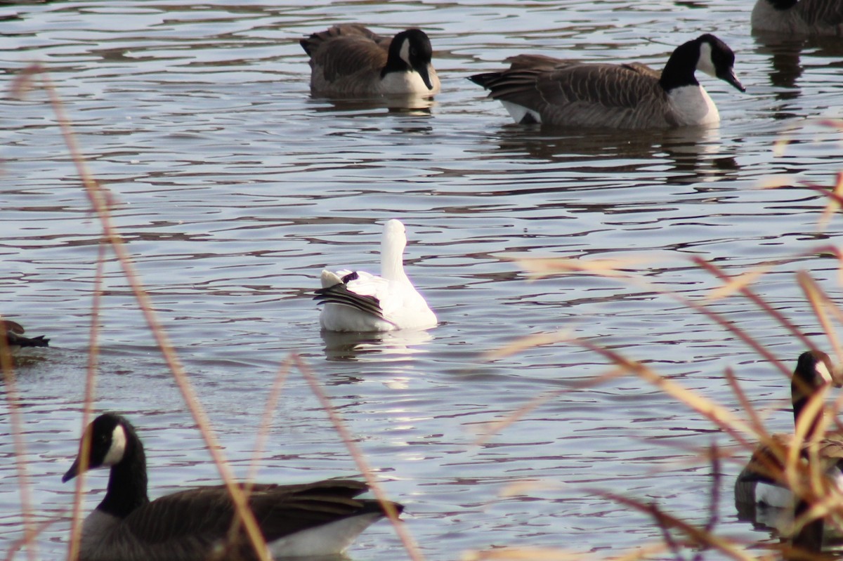 Ross's Goose - ML625513094