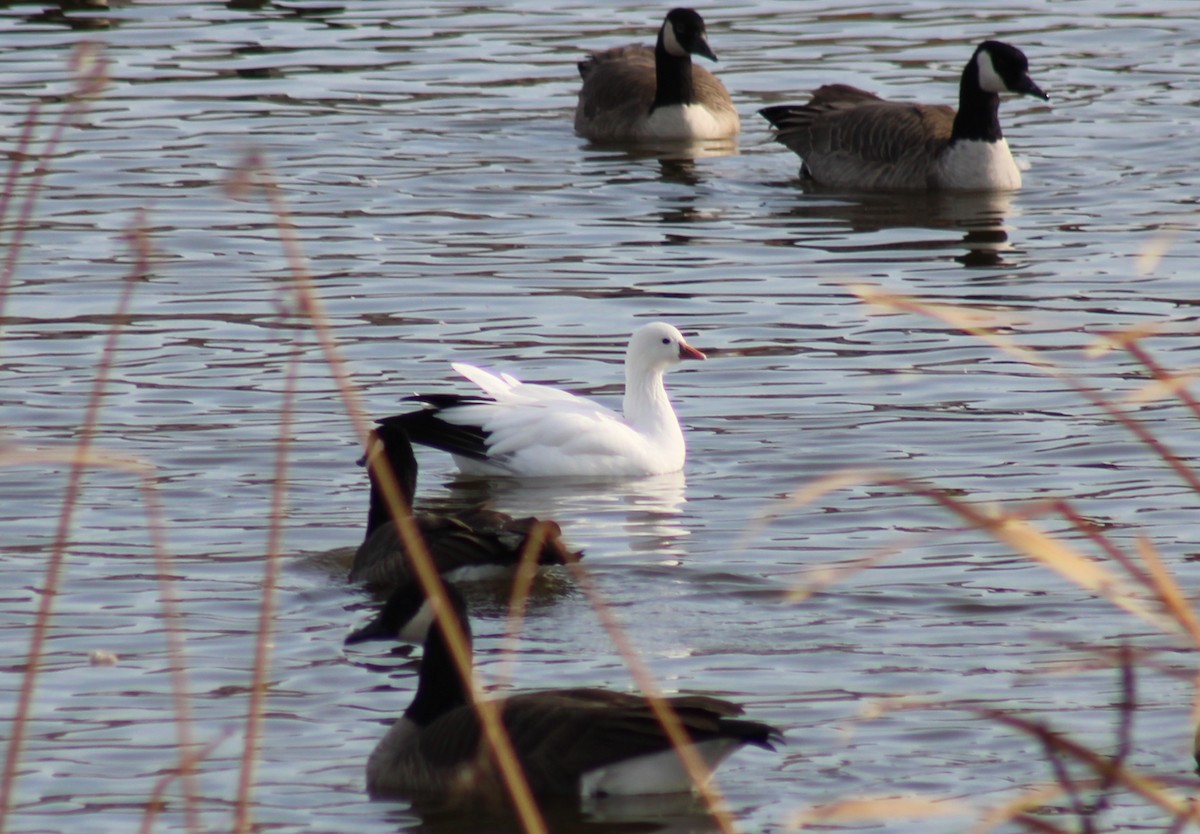 Ross's Goose - ML625513095