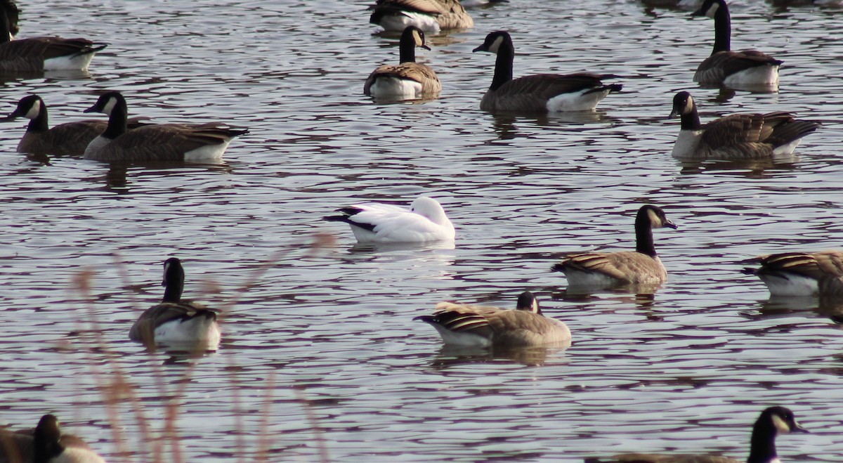 Ross's Goose - ML625513096