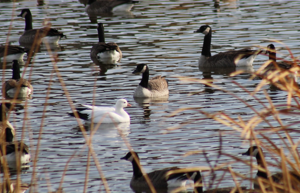 Ross's Goose - ML625513097