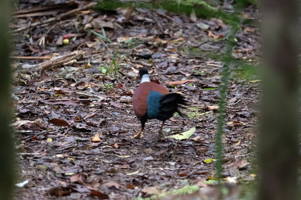 Pheasant Pigeon (Gray-naped) - ML625513100