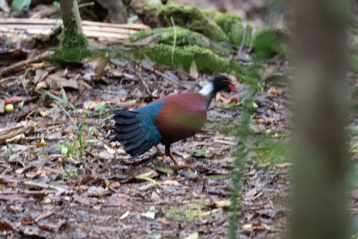 Pheasant Pigeon (Gray-naped) - ML625513101