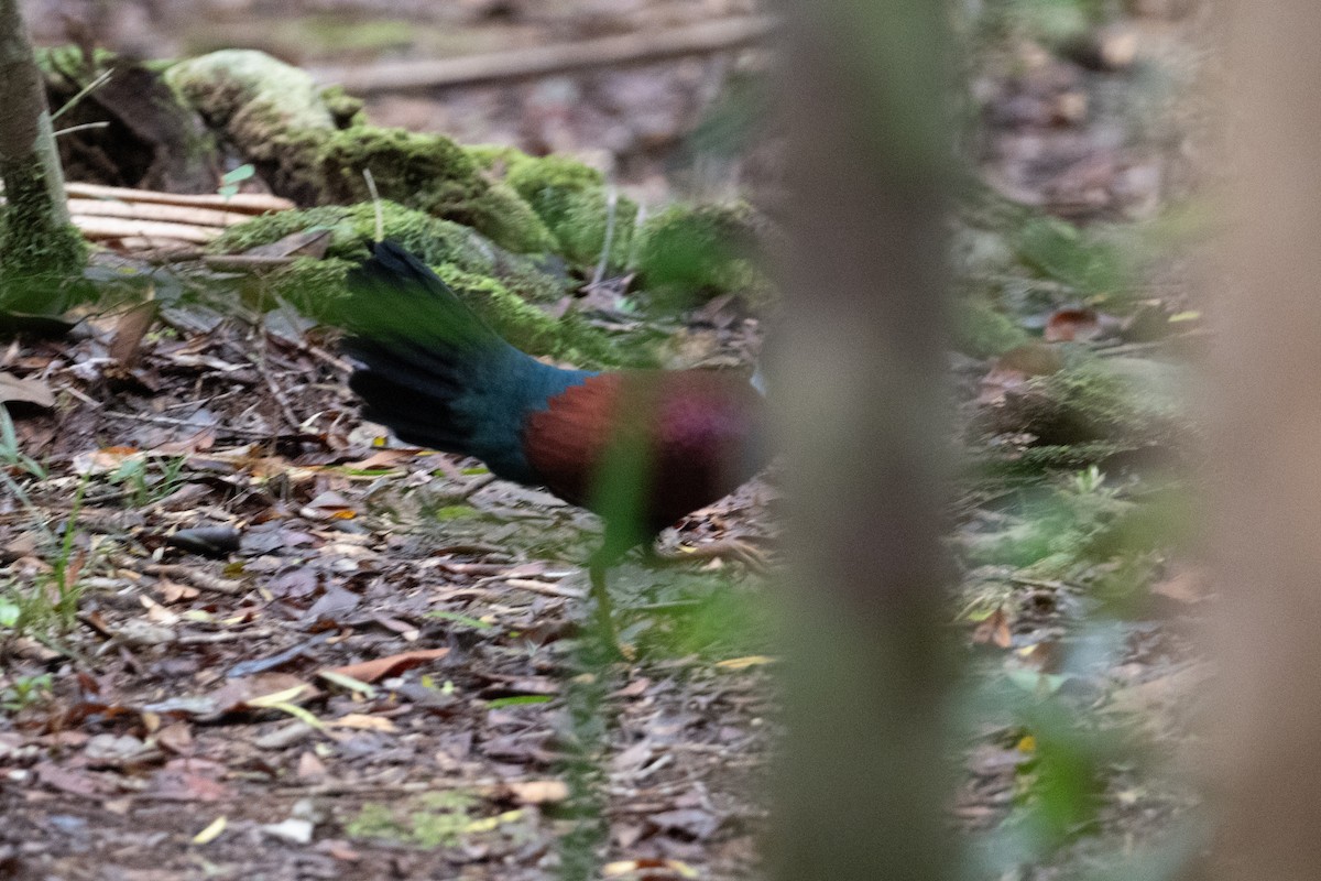 Pheasant Pigeon (Gray-naped) - ML625513107