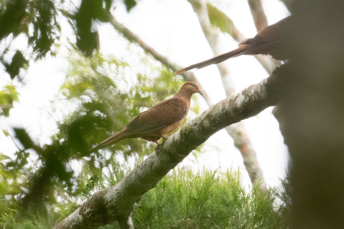 Amboyna Cuckoo-Dove - ML625513113