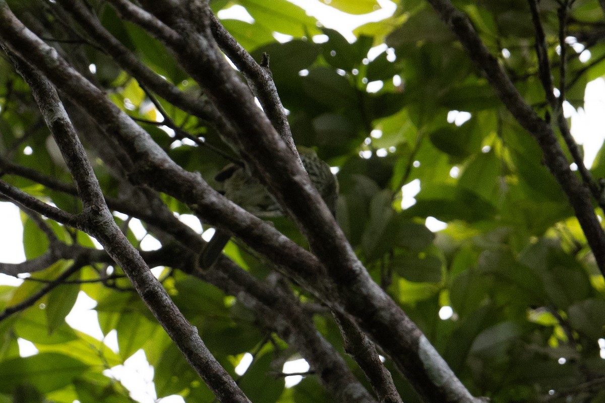 Spotted Honeyeater - ML625513139