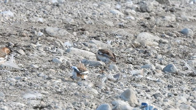 Snow Bunting - ML625513205