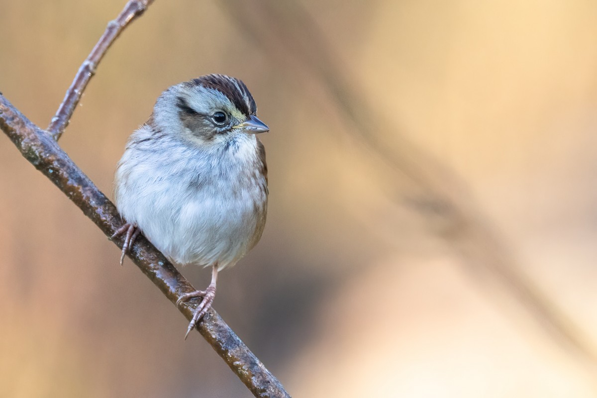 Swamp Sparrow - ML625513218