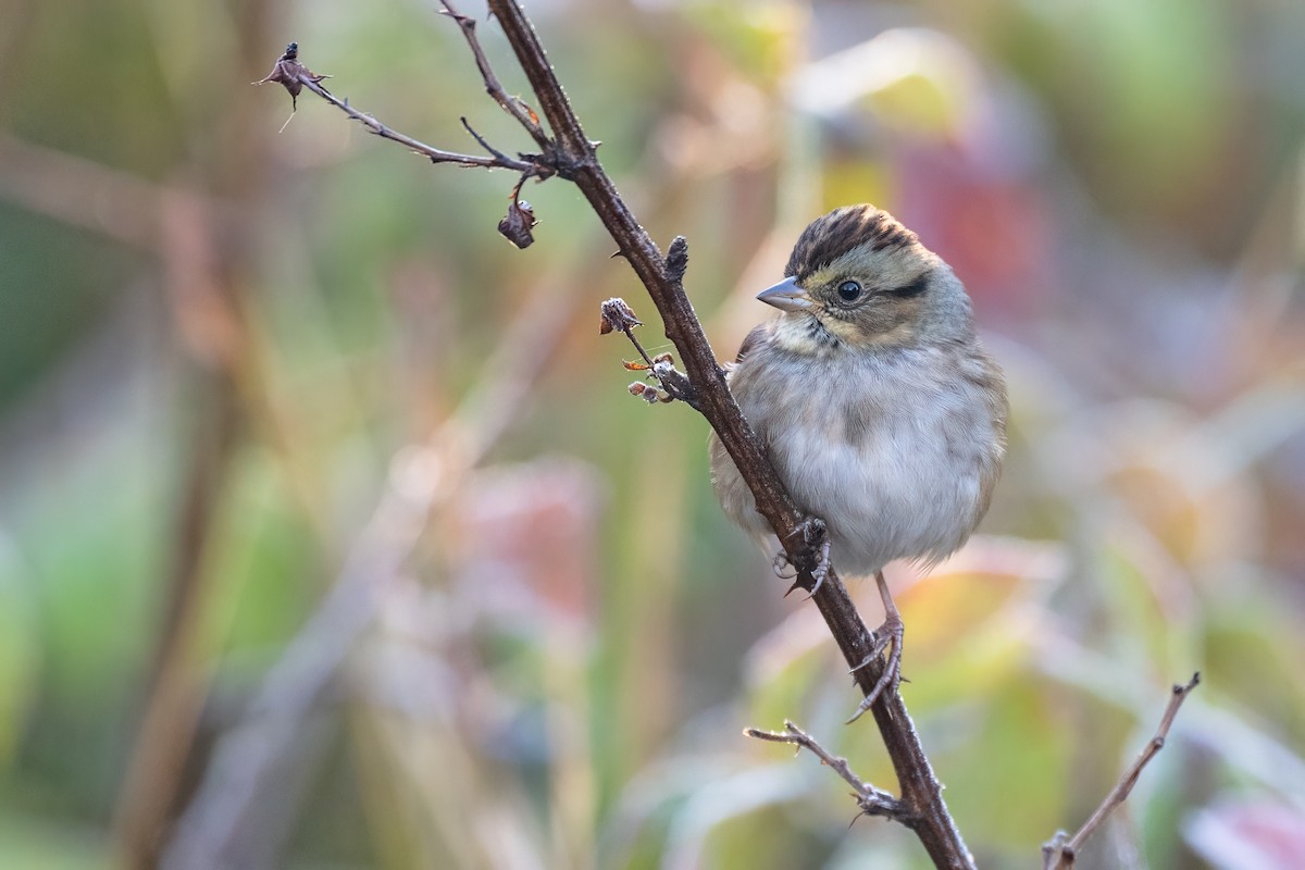 Swamp Sparrow - ML625513219