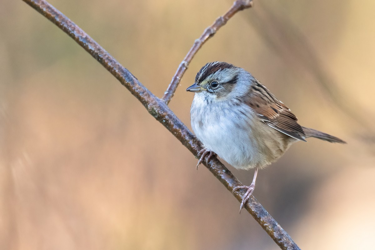 Swamp Sparrow - ML625513220