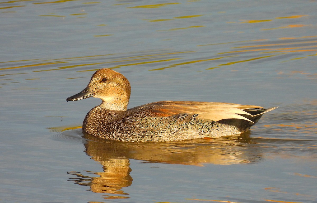 Gadwall - ML625513275