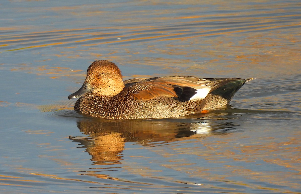 Gadwall - ML625513277