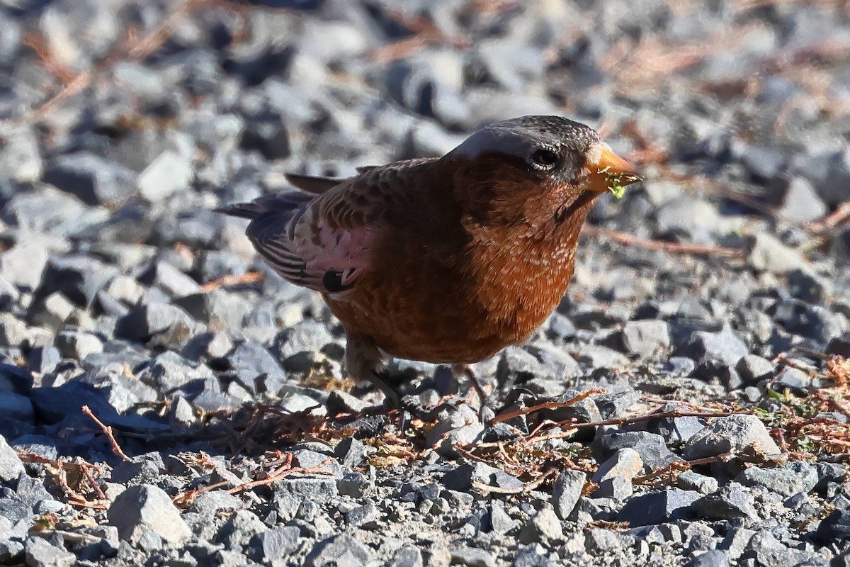 Gray-crowned Rosy-Finch - Steve Parker