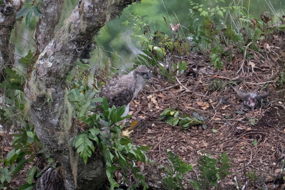 New Guinea Eagle - ML625513297
