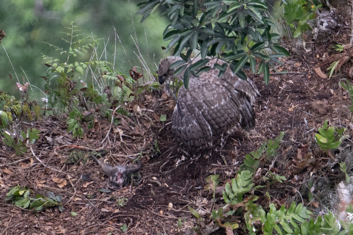 New Guinea Eagle - ML625513298