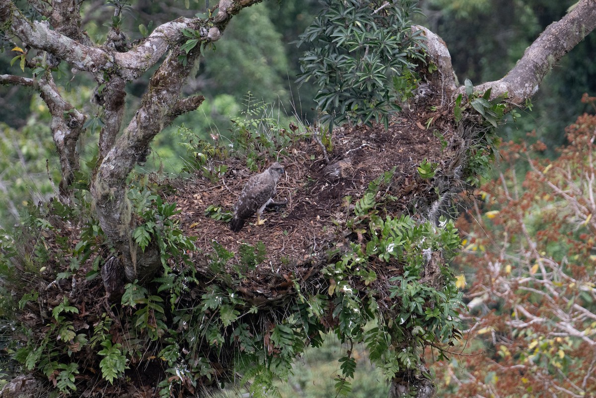 New Guinea Eagle - ML625513305