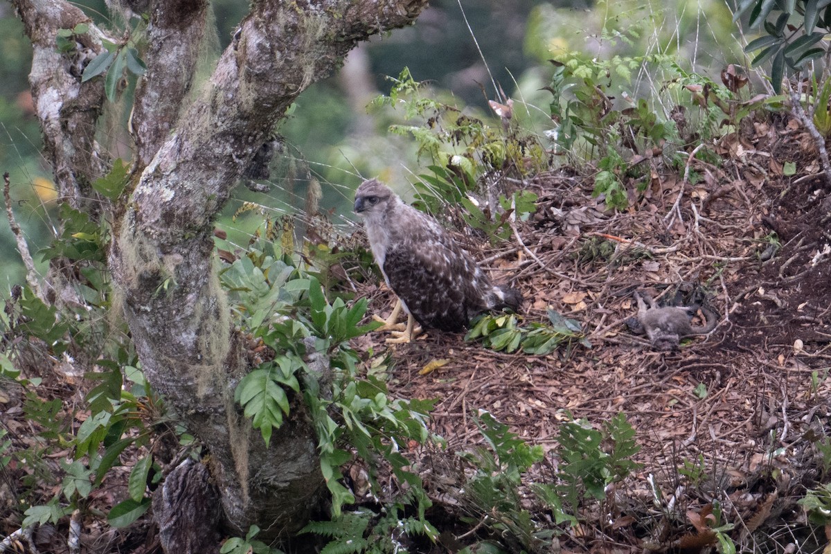 New Guinea Eagle - ML625513311