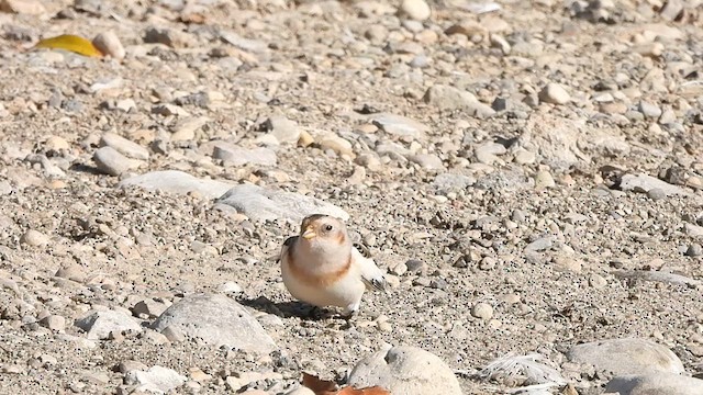 Snow Bunting - ML625513398