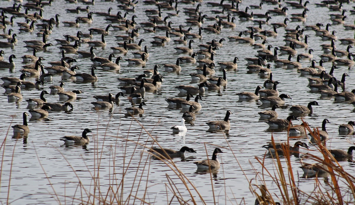 Canada Goose - ML625513423