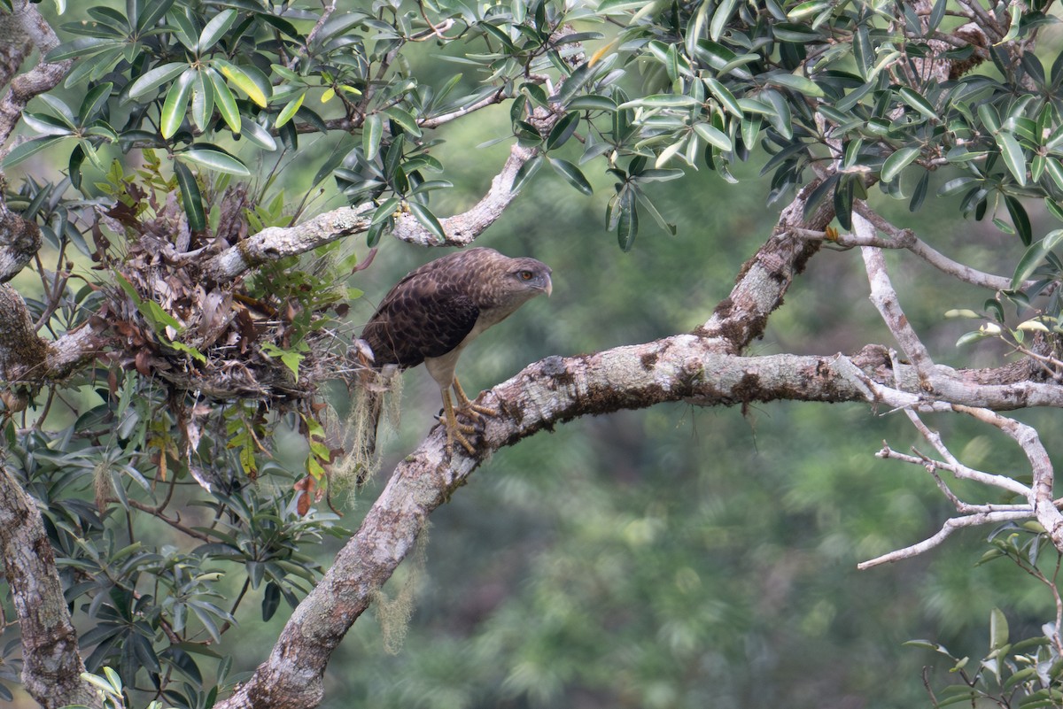 New Guinea Eagle - ML625513539