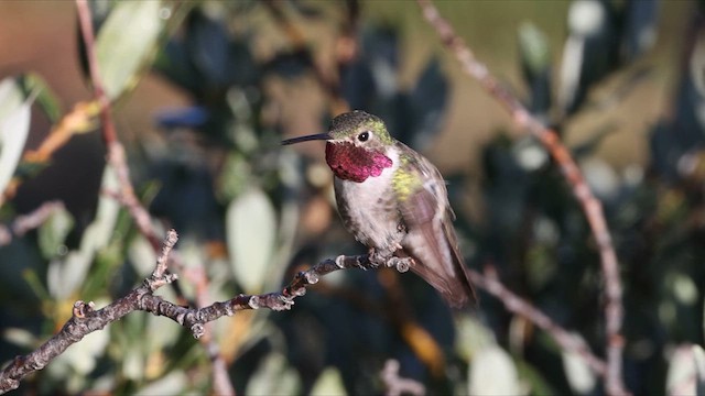 Broad-tailed Hummingbird - ML625513561