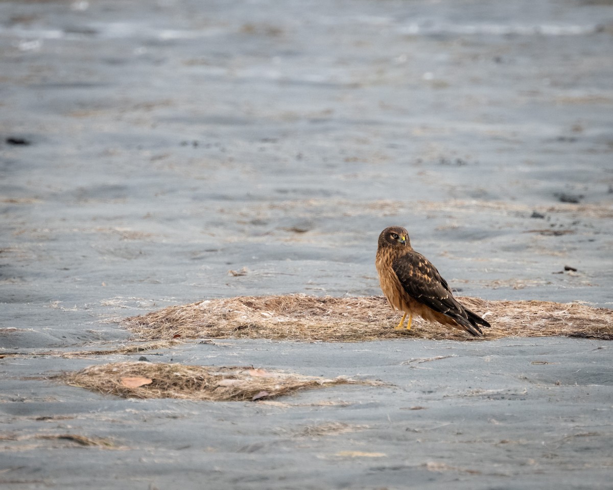 Northern Harrier - ML625513624
