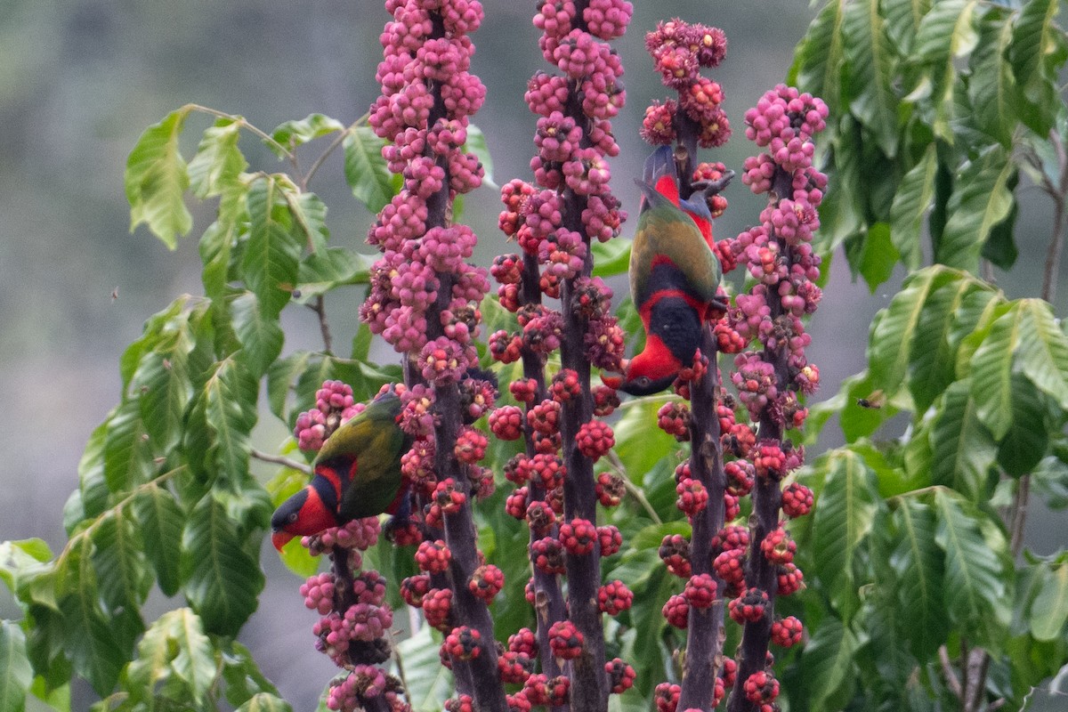 Black-capped Lory - ML625513648