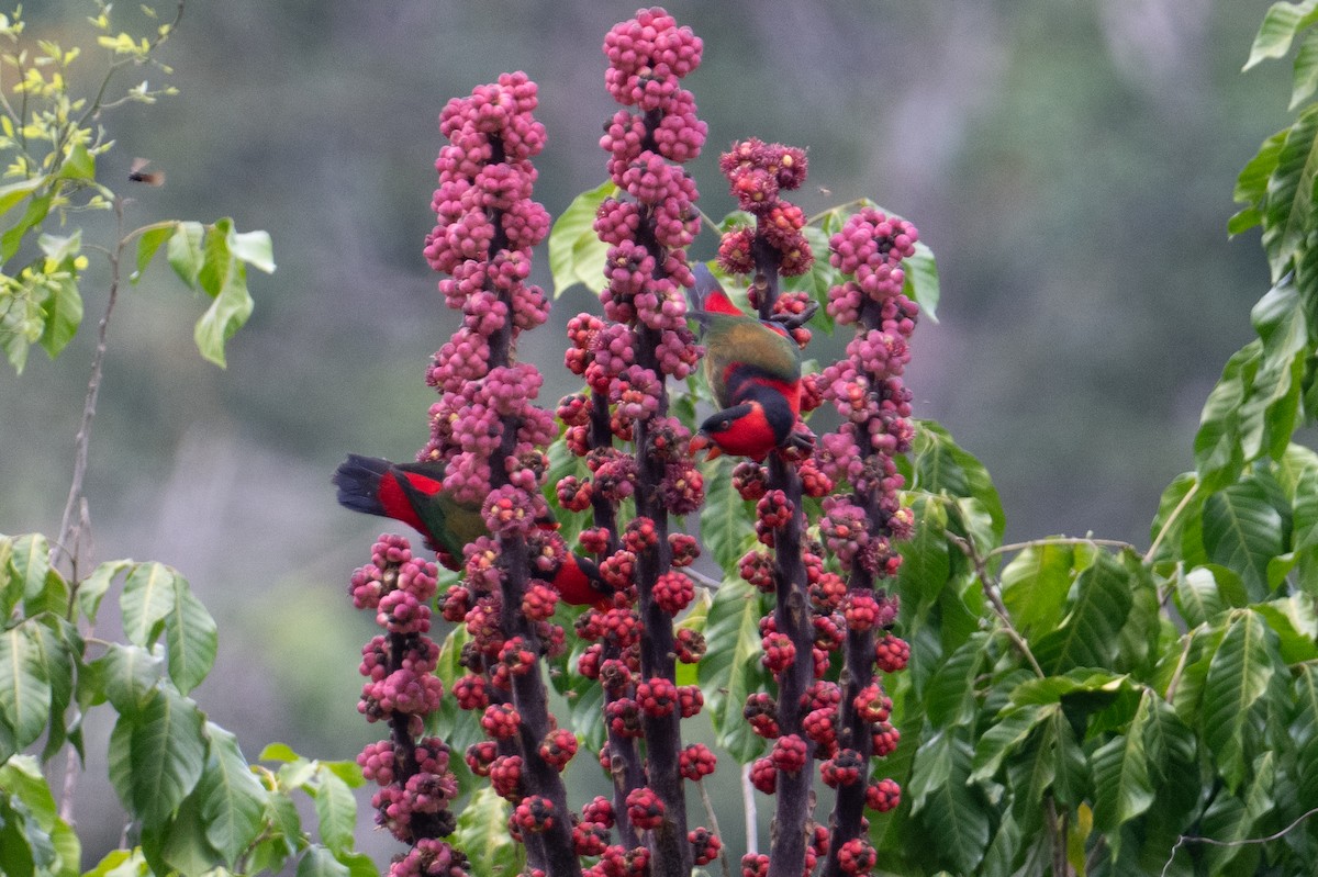 Black-capped Lory - ML625513649