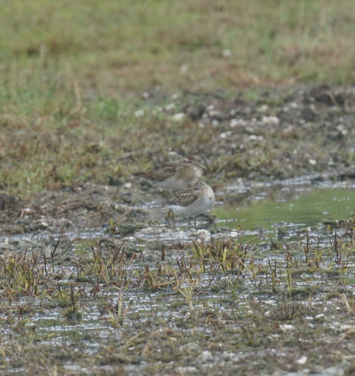 Sharp-tailed Sandpiper - ML625513731