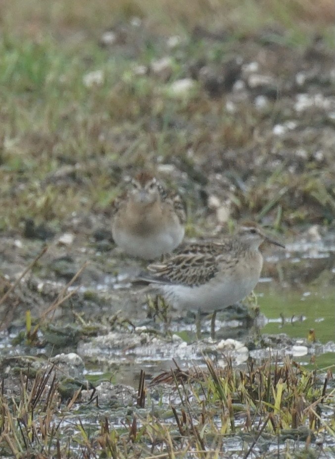 Sharp-tailed Sandpiper - ML625513732