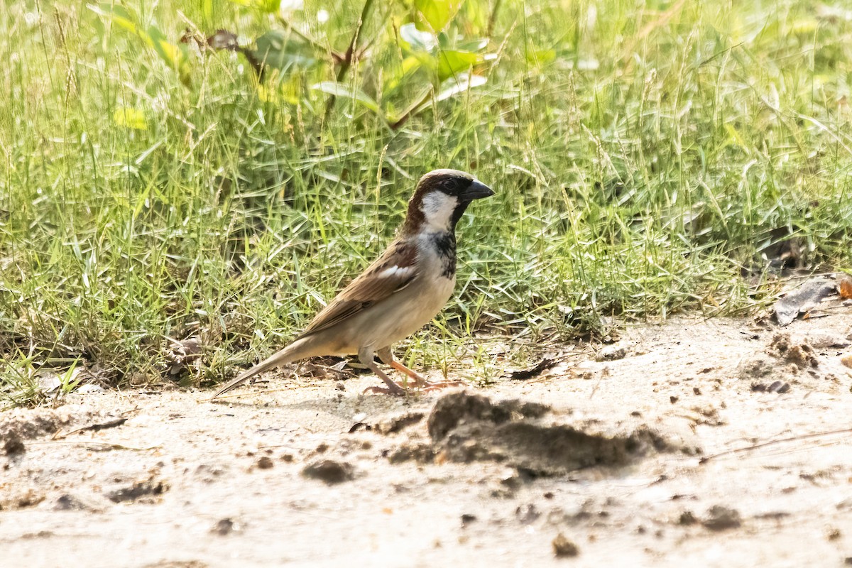 Moineau domestique - ML625513738