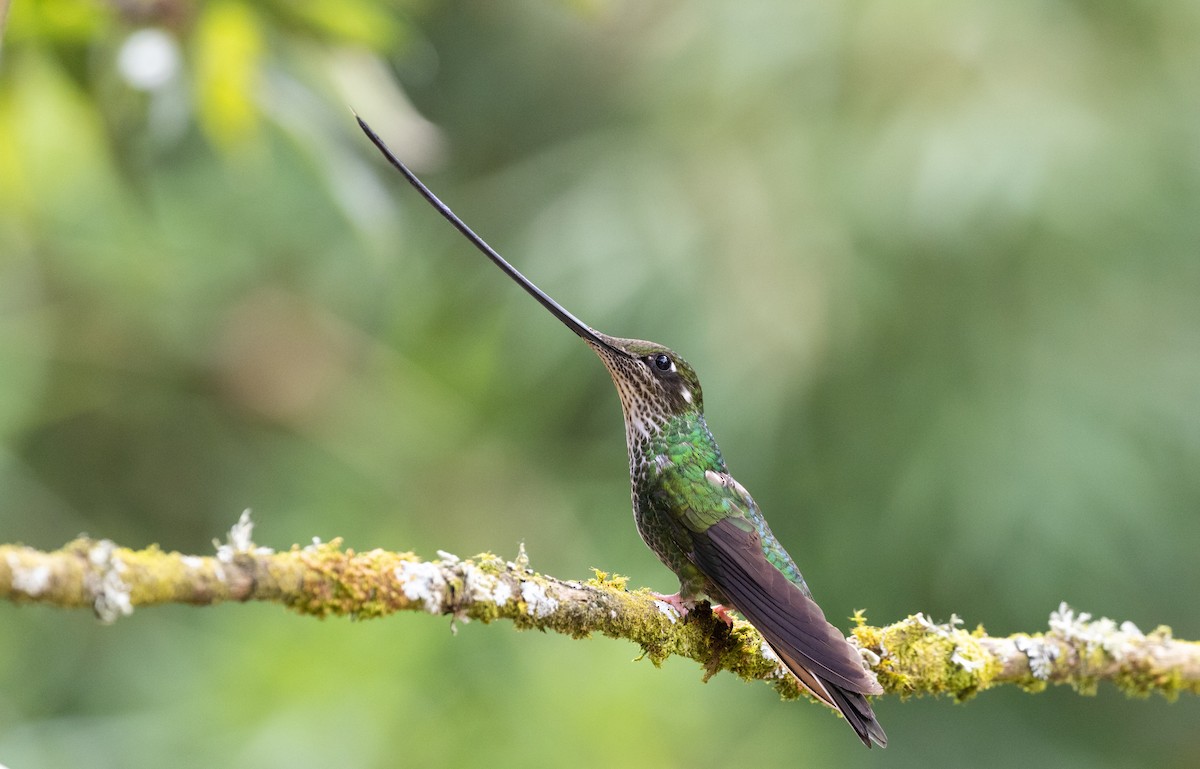 Sword-billed Hummingbird - ML625513772