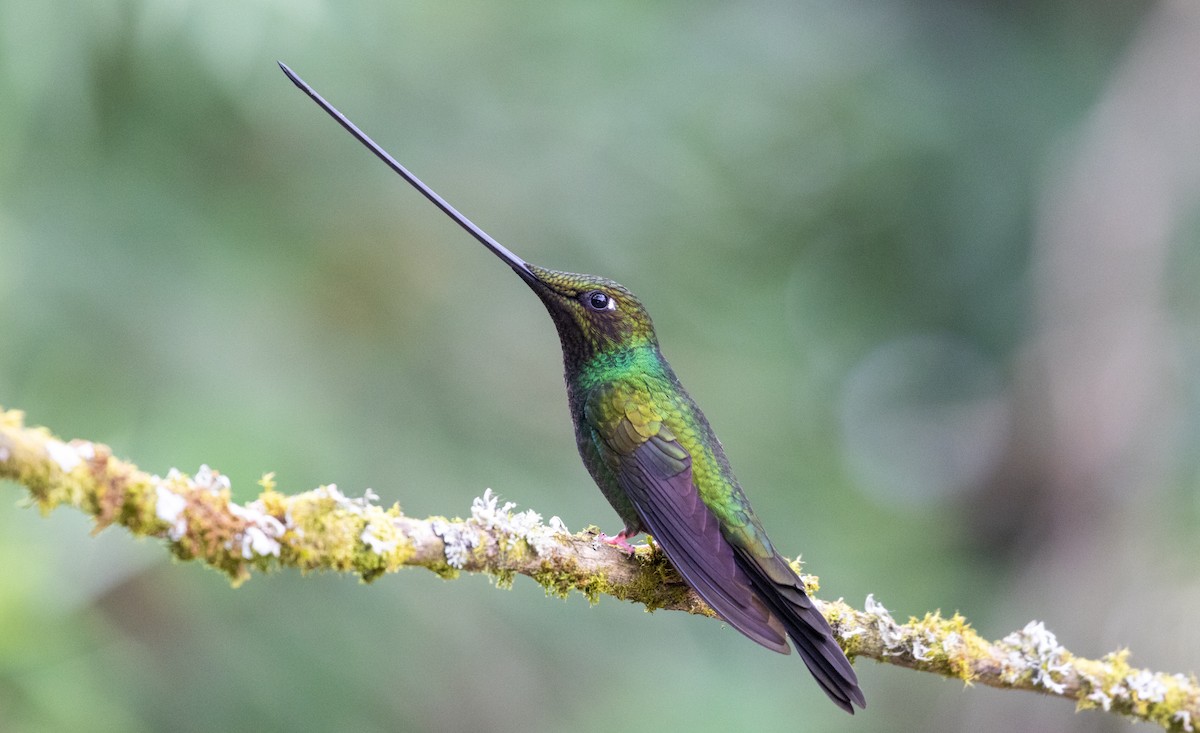 Sword-billed Hummingbird - ML625513876