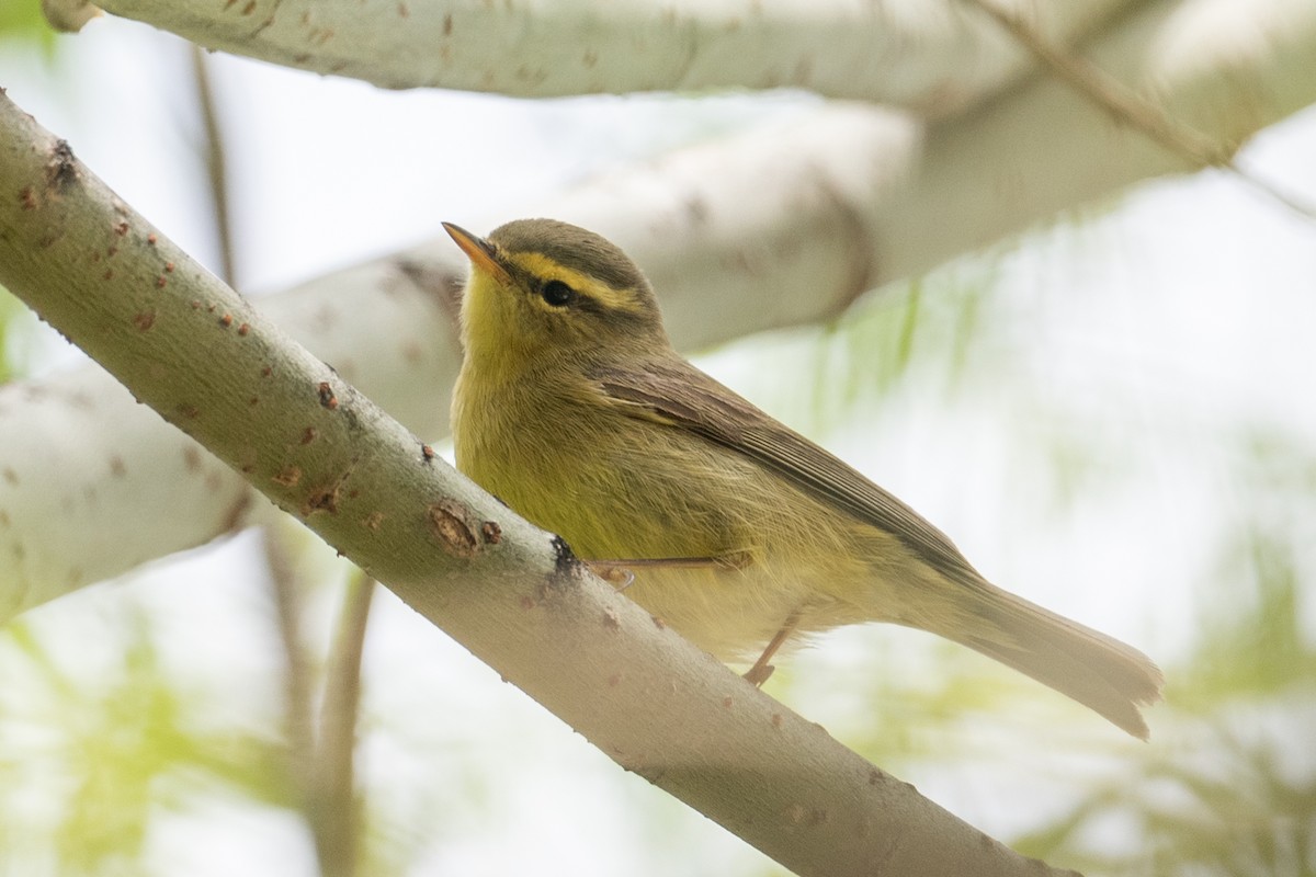 Tickell's Leaf Warbler (Alpine) - ML625513896