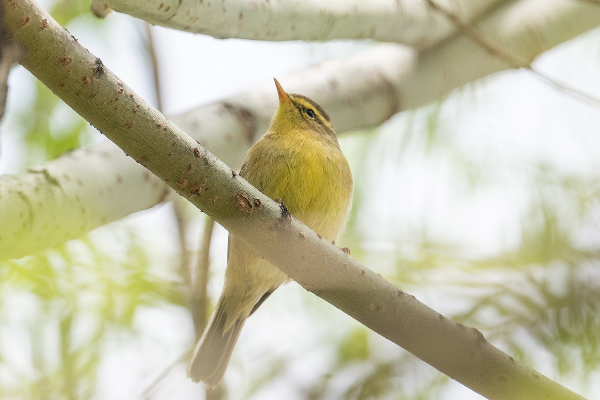Tickell's Leaf Warbler (Alpine) - ML625513897