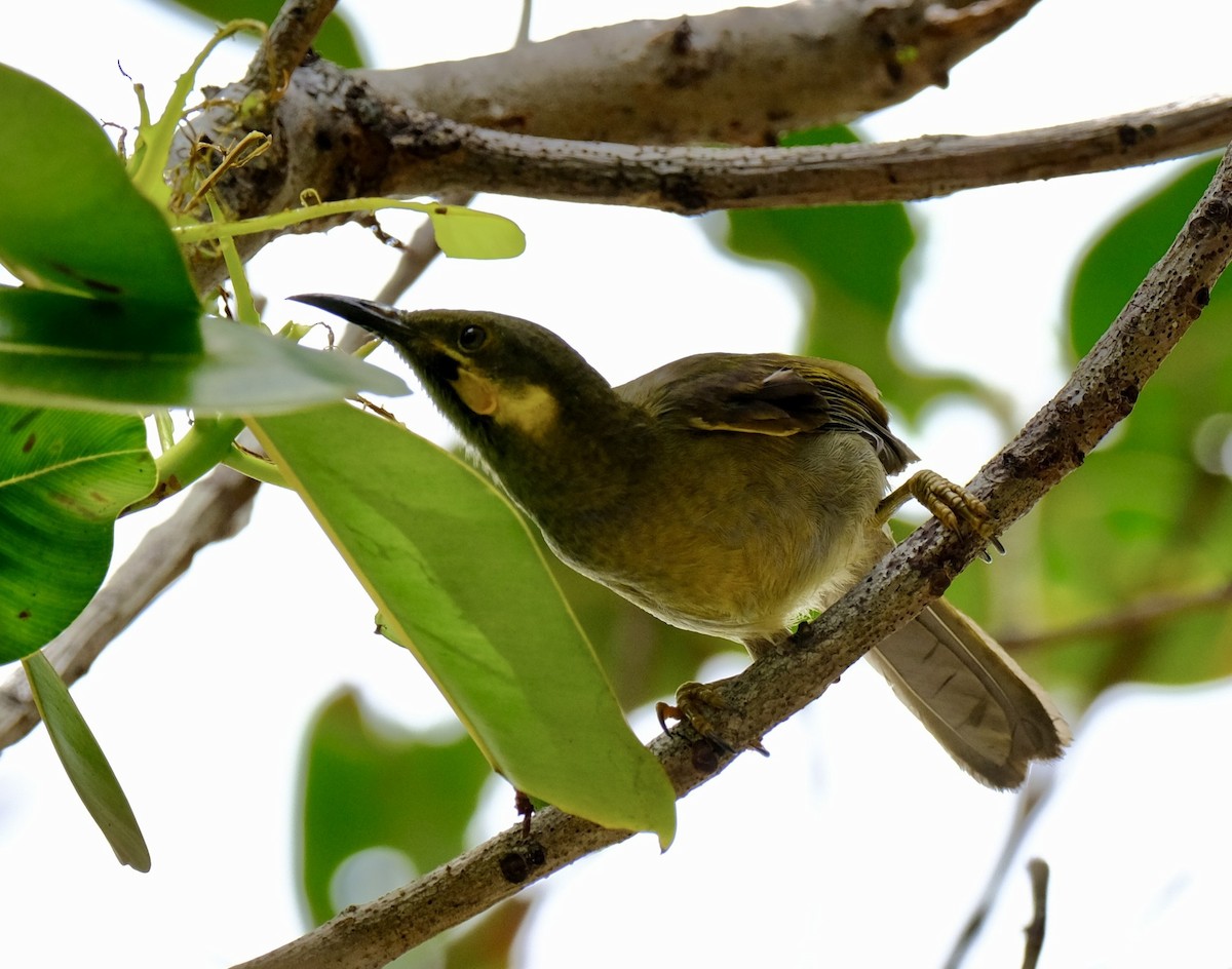 Eastern Wattled-Honeyeater - ML625514021