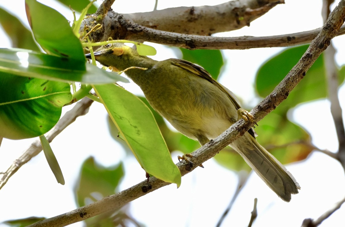 Eastern Wattled-Honeyeater - ML625514022